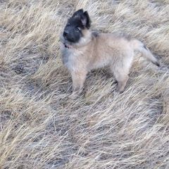 Belgian Tervuren Puppies from Beartooth Belgian Tervuren