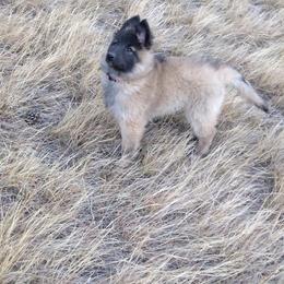 Belgian Tervuren Puppies from Beartooth Belgian Tervuren
