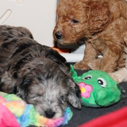 Collies, Goldendoodles, Havapoos, Labradoodles, and Springerdoodles from Oregon Valley Pups