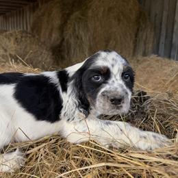 Penny - Black white and tan female English Springer Spaniel puppy in Coxs Creek, Kentucky from Bluegrass Bend English Springer Spaniels
