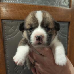 Maxine - Sable female Pembroke Welsh Corgi puppy in Coleman, Michigan from Salt Creek Farm Dogs