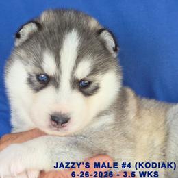 JAZZY'S MALE 4 - Gray and white male Siberian Husky puppy in Manilla, Iowa from Bruck's Siberian Huskies