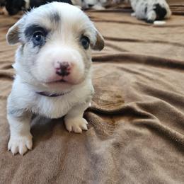 AKC Cardigan Girl 'Skye - Blue merle and white female Cardigan Welsh Corgi puppy in Tombstone, Arizona from WeVolution Off-Grid