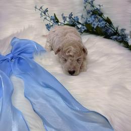 Poodle Puppies from Yessie Rodriguez