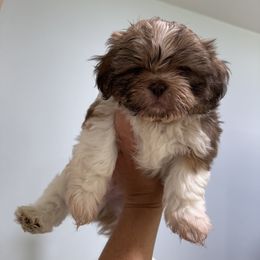 Alvin - Cream and white male Shih Tzu puppy in Fletcher, North Carolina from Shihtzu_NC