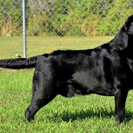Labrador Retrievers from Windy Hill Labradors