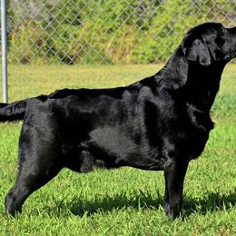 Labrador Retrievers from Windy Hill Labradors
