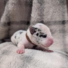 Brown Collar Harlequin Female - Harlequin female Great Dane puppy in Brooksville, Florida from Follow My Lead Great Danes