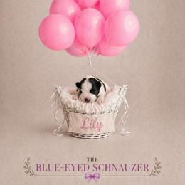 Lily - Parti female Miniature Schnauzer puppy in Winter Haven, Florida from The Blue Eyed Schnauzer