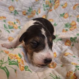 Sir Bedivere - White black and tan male Wire Fox Terrier puppy in Lancaster, Missouri from Missouri Meadows Farm