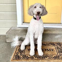 Diamond - Goldendoodle