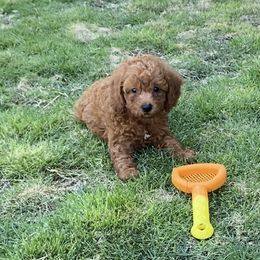 Labradoodles from Cook Doodles