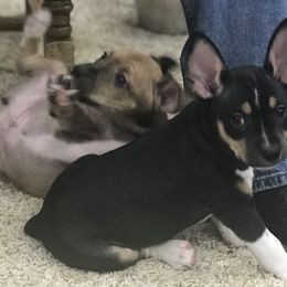 Rat Terriers from Buzablu Rat Terriers