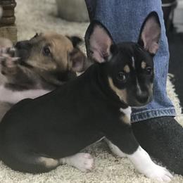 Rat Terriers from Buzablu Rat Terriers