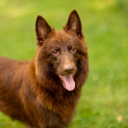 Dragica - German Shepherd