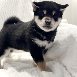 Washi - Black and tan male Shiba Inu puppy in Trenton, Nebraska from Prairie Shibas
