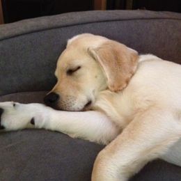 Labrador Retriever Puppies from Turtle Creek Labradors