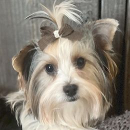 Yorkshire Terriers from Peach State Yorkies