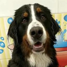 Bernese Mountain Dogs from Champion Creek Kennel