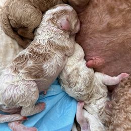 Australian Labradoodle, Bernedoodle, Double Doodle, Goldendoodle, and Poodle Puppies from Karlas Pet Rendezvous