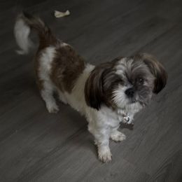 Nova - Shih Tzu