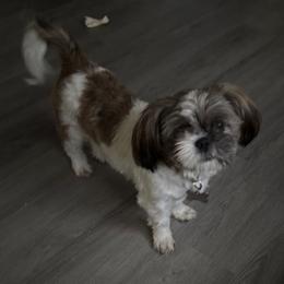 Nova - Shih Tzu