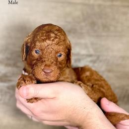 Indie - Red  male Goldendoodle puppy in Abilene, Texas from Mesquite Kennels