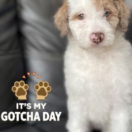 Aussiedoodle and Goldendoodle Puppies from Cuddly Doodles