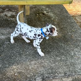 Ron - White and liver brown Dalmatian puppy in Richmond, Virginia from Darrfield