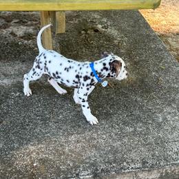 Ron - White and liver brown Dalmatian puppy in Richmond, Virginia from Darrfield