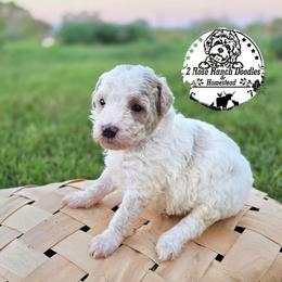 White - Yellow and white male Bernedoodle puppy in Graham, Texas from 2 Rose Ranch Doodles