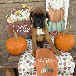 Boxer Puppies from The Holistic Boxer