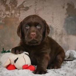 Rosie - Chocolate female Labrador Retriever puppy in Archer Lodge, North Carolina from Archer Lodge Labradors