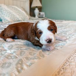 Sierra - Red female Bernedoodle puppy in Weston, Idaho from Berne n Doodles