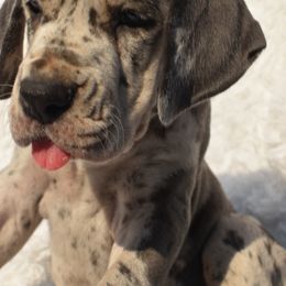 Pink Collar Blue Merle Female - Merlequin female Great Dane puppy in Alvarado, Texas from Texas Blue Danes