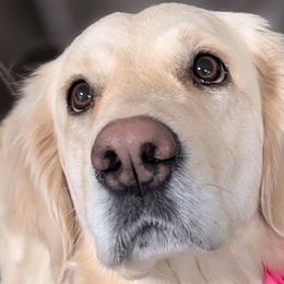 Aspen - Golden Retriever
