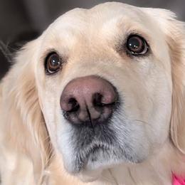 Aspen - Golden Retriever
