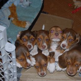 Beagle Puppies from Parmelee Beagles