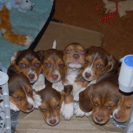 Beagle Puppies from Parmelee Beagles