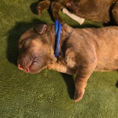 Navy - Deadgrass Chesapeake Bay Retriever puppy in Winneconne, Wisconsin from Lone Willow Chesapeakes