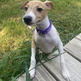 Mr purple - Red fawn male Italian Greyhound puppy in Augusta, Georgia from Iggies of Azalea
