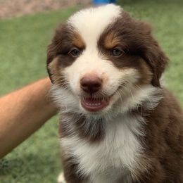 Boy 2 - Miniature American Shepherd puppy from Starry-Eyed Mini Aussies with Tails