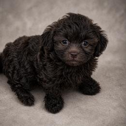 Reese - Brown male Shihpoo puppy in Delphos, Ohio from Route 66 Poodles & Doodles, Sapphire Shih-tzu's of Ohio