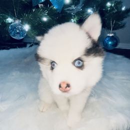 Pomsky Puppies from Oceanway Pomskies