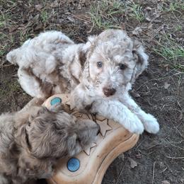 Aussiedoodle and Miniature Australian Shepherd Puppies from Aussies Acre