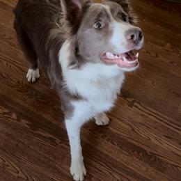 Charlie - Border Collie