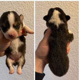 Girl 1 - Black and tan female Pembroke Welsh Corgi puppy in Helmville, Montana from Calie’s Corgis