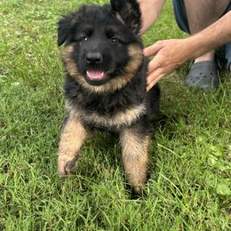 Green boy - Black and red male German Shepherd puppy in Pana, Illinois from von Fenja German Shepherd Dogs