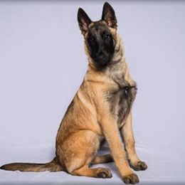 Belgian Malinois from Concho Belgian Malinois