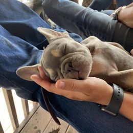 French Bulldog Puppies from Desert Soul Frenchies